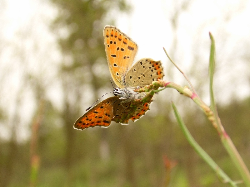 Lycaena tityrus M e F